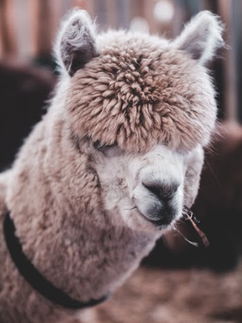 Unsplash ID uArsojHSNFc