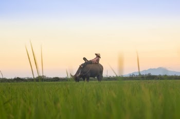 Unsplash ID UB0QiVPsXgc