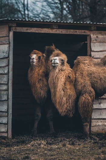 Unsplash ID UBCwDhhRzs0