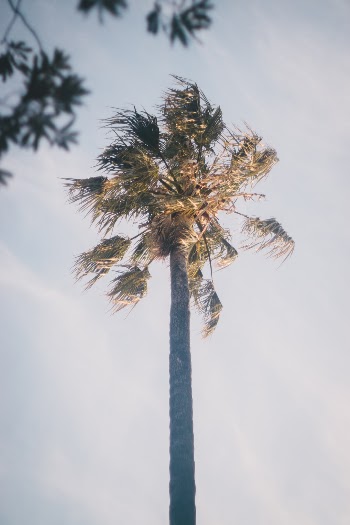 Unsplash ID ubPpFb5JSfU