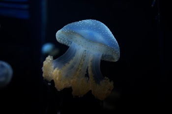 Unsplash ID UDG_wELaYUM