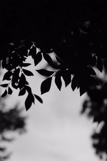 Unsplash ID uFGlapsHrxE
