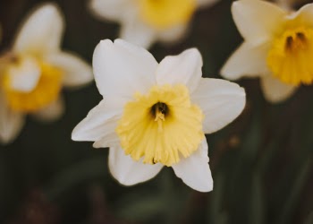 Unsplash ID UocBRAST7es
