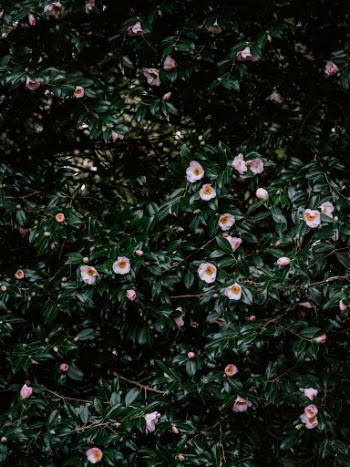 Unsplash ID UOIefEN_d7I