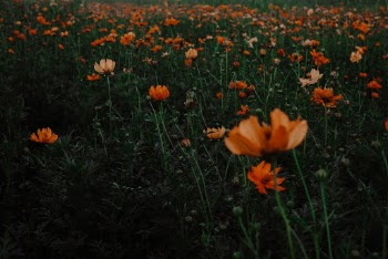 Unsplash ID UqriYLpT0pk