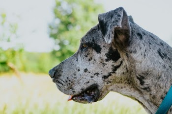 Unsplash ID URezsXiabxY