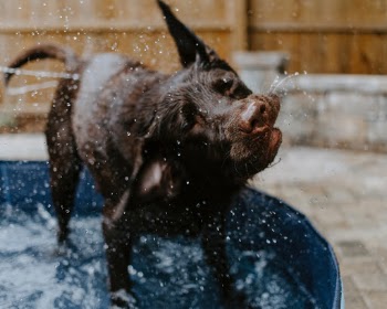 Unsplash ID uRVJW8gNhb0