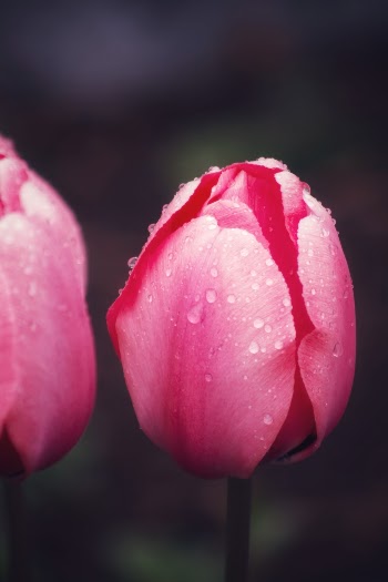 Unsplash ID uSnAfRE4X9s