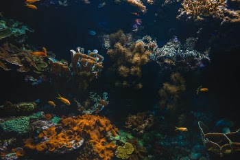 Unsplash ID UUmNmclZ1SA