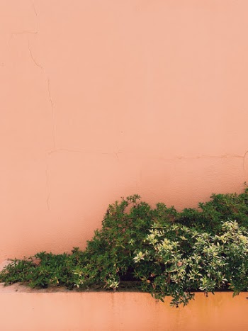 Unsplash ID Uz0OpFr0JzY