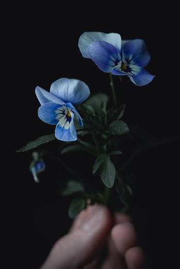 Unsplash ID V-ue_ikwDo0