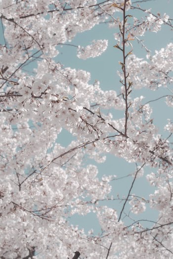Unsplash ID V_wCsIWyjXs