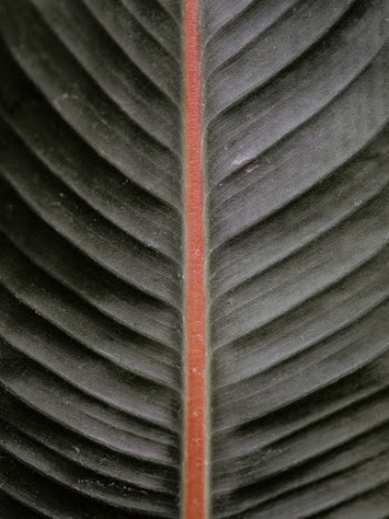 Unsplash ID v08L_SdFKNI