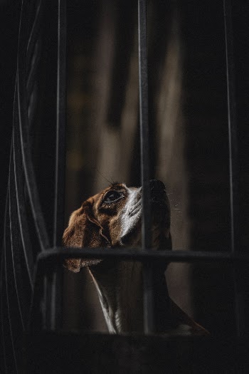 Unsplash ID v3L7rl_SbQY