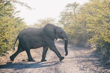 Unsplash ID v4GtyTEiyFw
