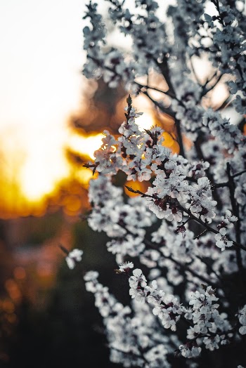 Unsplash ID ValNdvyz7_4