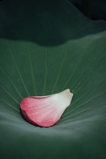 Unsplash ID vBwFQbDhG4Q