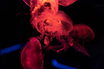 Unsplash ID vLCMWwg5TAs