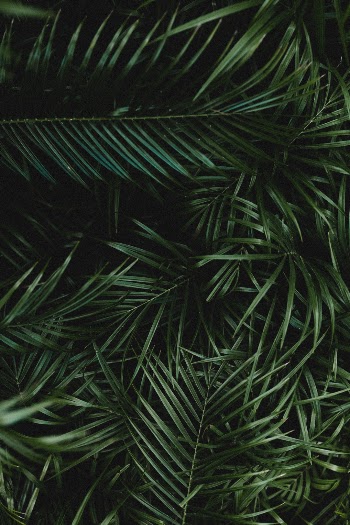 Unsplash ID vmR7xjpGrh8