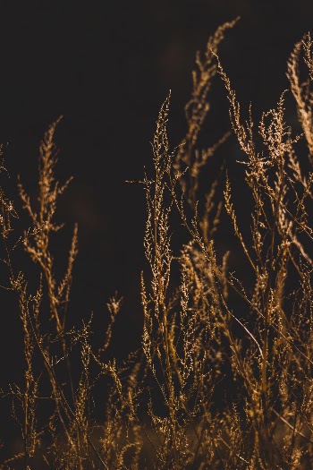 Unsplash ID VqQgtogWs5I