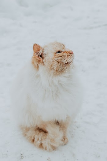 Unsplash ID vTkam84Z20c