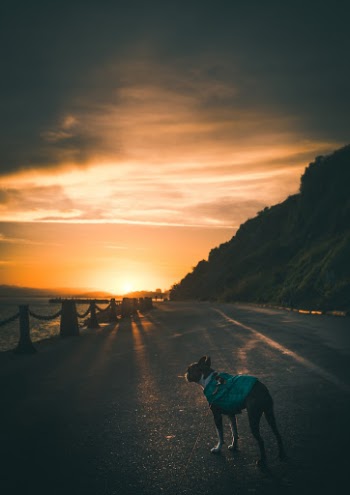 Unsplash ID vvlnYvxTLWw