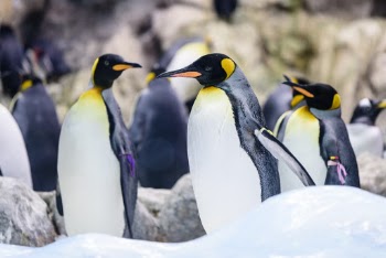 Unsplash ID VwUHNE7KZKg
