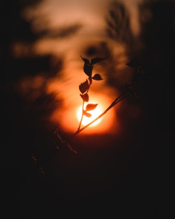 Unsplash ID vZ-G32M6rdM