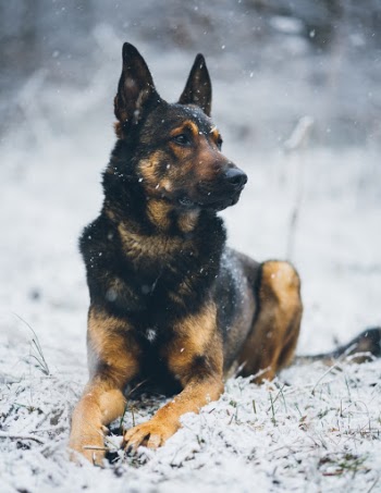 Unsplash ID VZukgvBgSPg