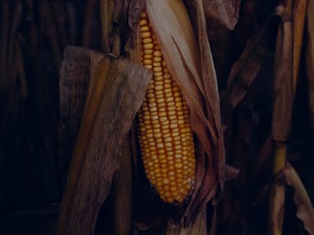 Unsplash ID w3XXNDhh8kw