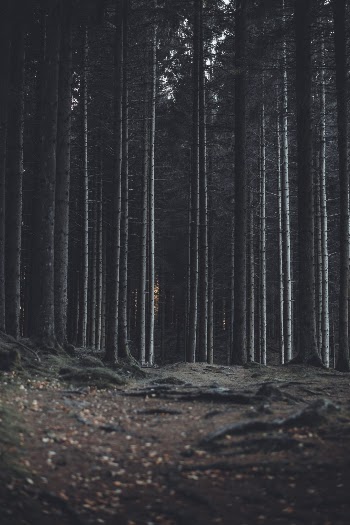 Unsplash ID w5lCIhN6Y_A
