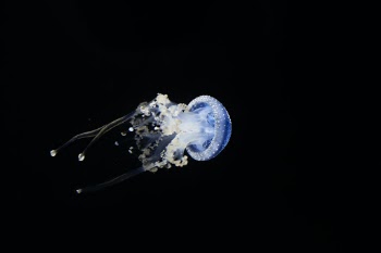 Unsplash ID WA1Lpc7iFNw