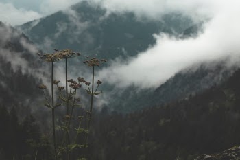 Unsplash ID WDA2VnXHV3w