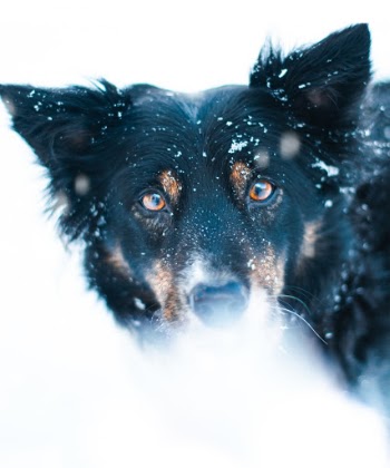 Unsplash ID wEedibptB34