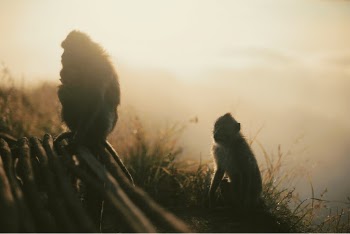 Unsplash ID wf-nQ0TkViQ