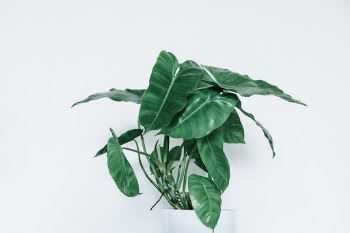 Unsplash ID WFd242YEMDw