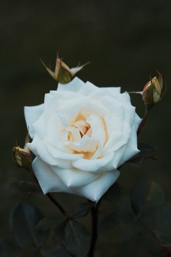 Unsplash ID wGS0qxjyVgk