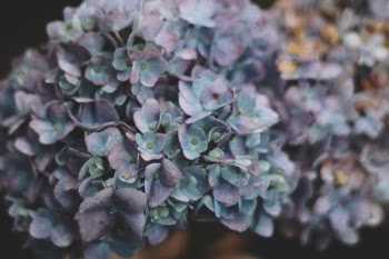 Unsplash ID wkAYV2t2GLE