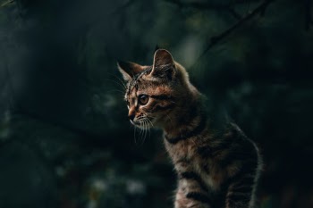 Unsplash ID wmz8y6L6c_k