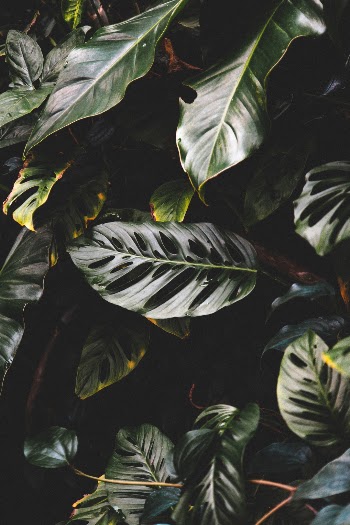 Unsplash ID wOxK33sewLQ