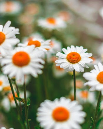 Unsplash ID WPAl7OvYGaU