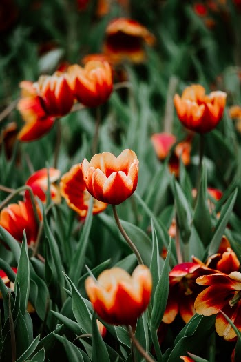 Unsplash ID WpcPM9Pbw4w