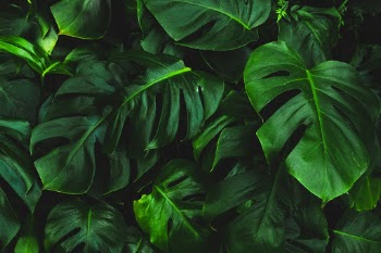 Unsplash ID WS5yjFjycNY