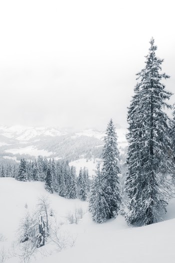 Unsplash ID WspJ7L648Js