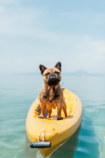 Unsplash ID wT3lf5qweEI