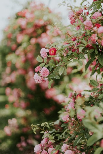 Unsplash ID WvkdIJh3GJ0