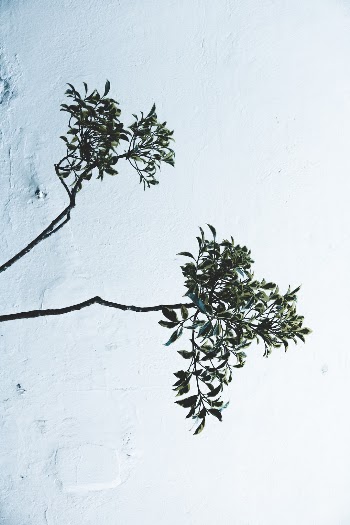 Unsplash ID WzOvRQ4aQJM