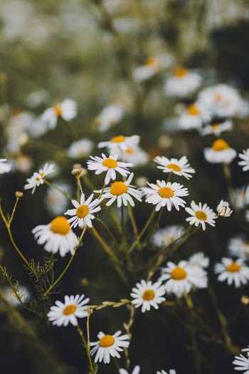 Unsplash ID x_9Btz9Pczo