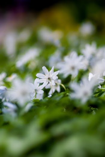 Unsplash ID X477APUXmsU