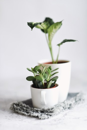 Unsplash ID x5lMhzgCDRE